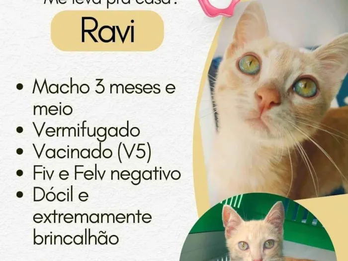 Gato ra a SRD-ViraLata idade 2 a 6 meses nome RAVI