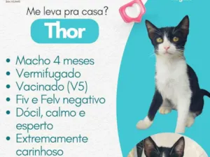 Gato raça SRD-ViraLata idade 2 a 6 meses nome THOR