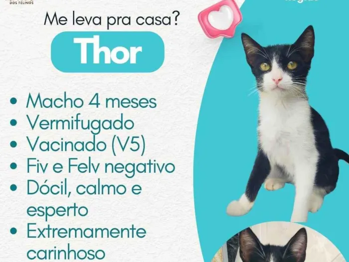 Gato ra a SRD-ViraLata idade 2 a 6 meses nome THOR