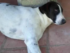 Cachorro raça SRD-ViraLata idade 6 ou mais anos nome Cachorro perdido em guararema 