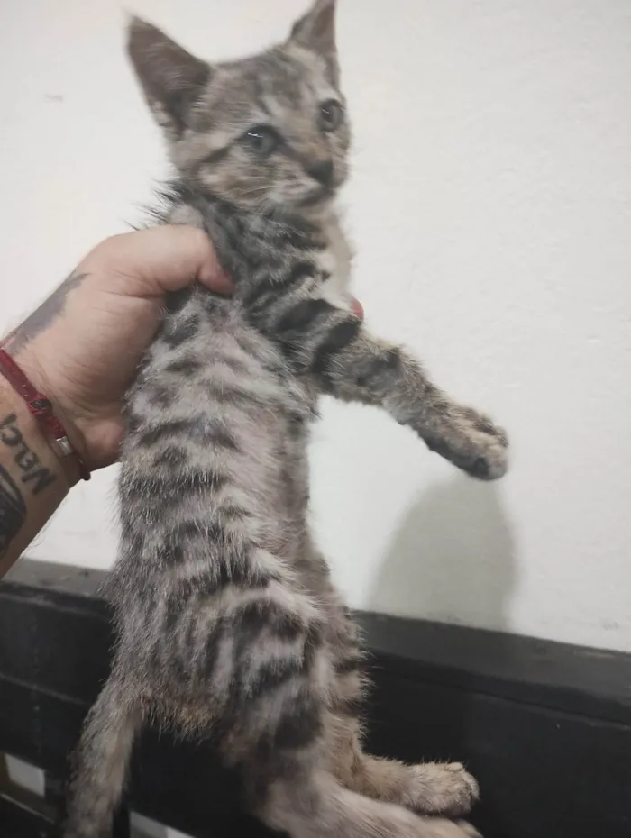 Gato ra a SRD-ViraLata idade Abaixo de 2 meses nome Mia