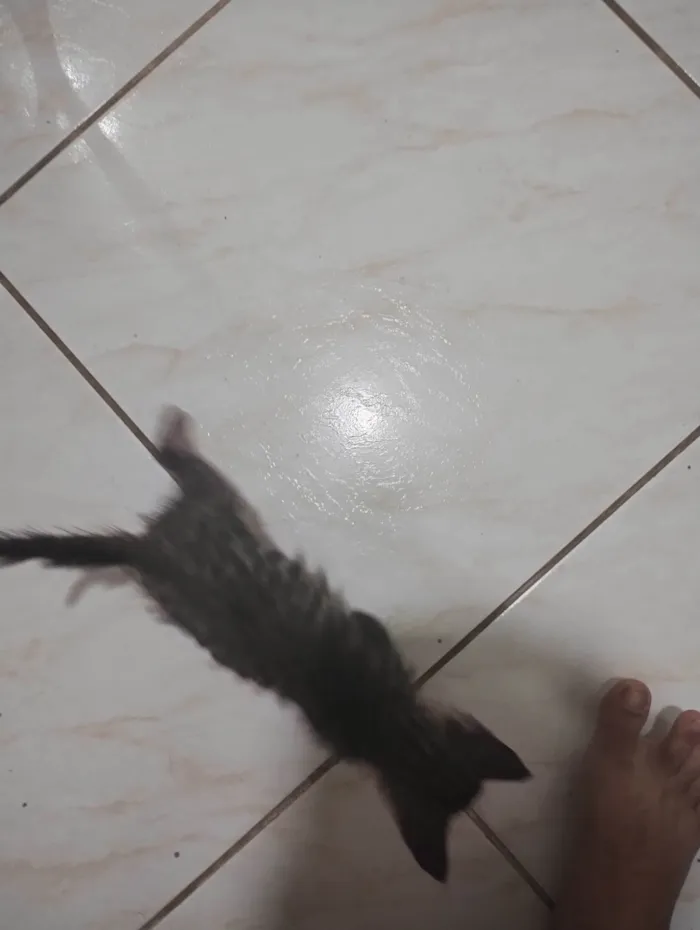 Gato ra a SRD-ViraLata idade Abaixo de 2 meses nome Mia