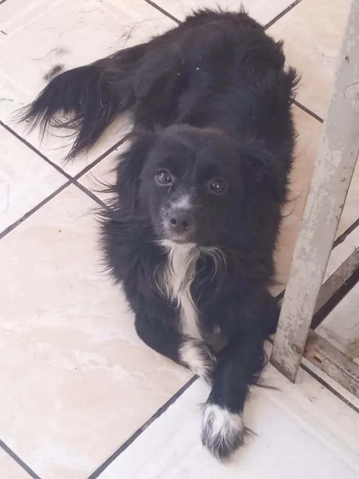 Cachorro ra a SRD-ViraLata idade 2 anos nome Pretinha 