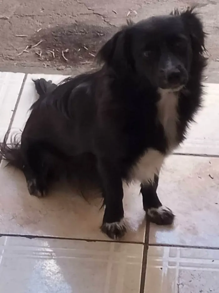 Cachorro ra a SRD-ViraLata idade 2 anos nome Pretinha 