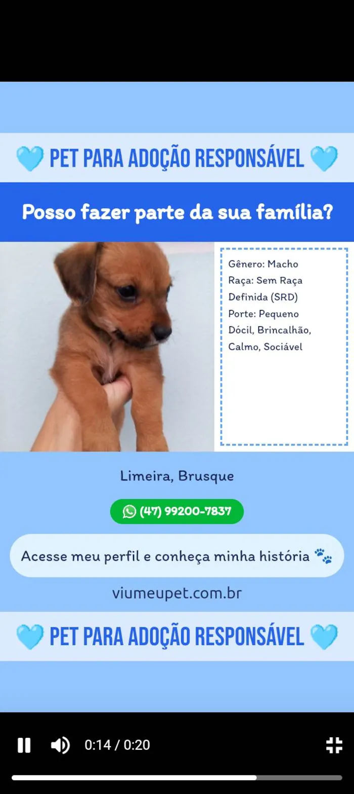 Cachorro ra a SRD-ViraLata idade 2 a 6 meses nome JAMIRES SERPA DA SILVA