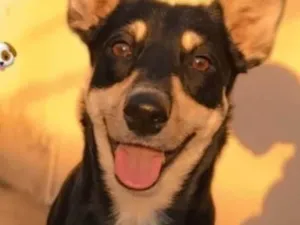 Cachorro raça SRD-ViraLata idade 4 anos nome Theo