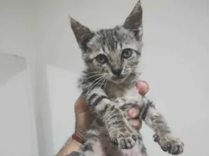 Gato raça SRD-ViraLata idade Abaixo de 2 meses nome Mia