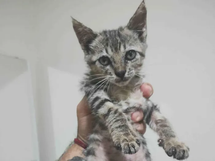 Gato ra a SRD-ViraLata idade Abaixo de 2 meses nome Mia