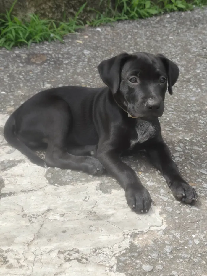 Cachorro ra a SRD-ViraLata idade 2 a 6 meses nome Faísca 