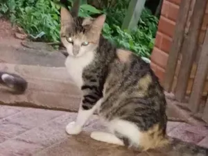 Gato raça SRD-ViraLata idade 2 anos nome Nina