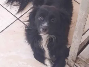 Cachorro raça SRD-ViraLata idade 2 anos nome Pretinha 