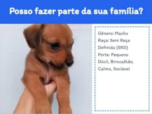 Cachorro raça SRD-ViraLata idade 2 a 6 meses nome JAMIRES SERPA DA SILVA