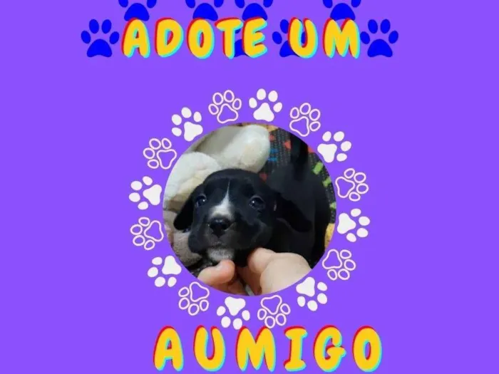 Cachorro ra a SRD-ViraLata idade Abaixo de 2 meses nome Sem nome 