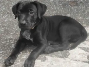 Cachorro raça SRD-ViraLata idade 2 a 6 meses nome Faísca 