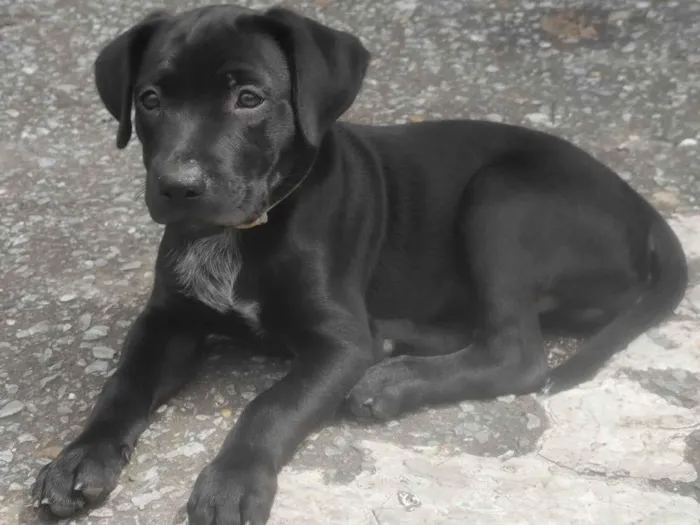 Cachorro ra a SRD-ViraLata idade 2 a 6 meses nome Faísca 