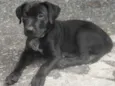 Faísca