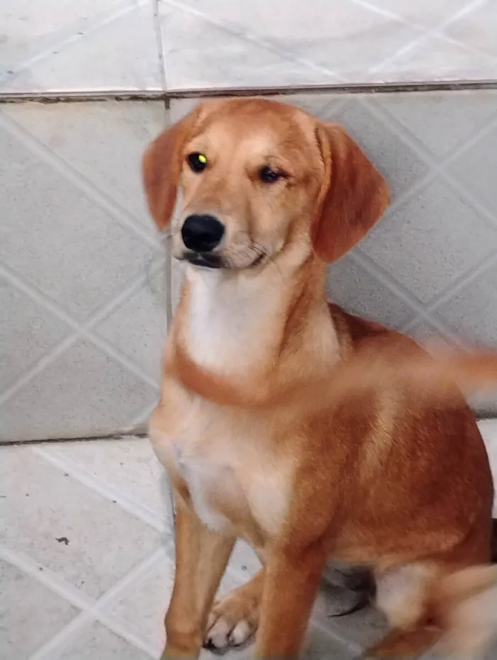 Cachorro ra a SRD-ViraLata idade 2 a 6 meses nome Pipoca