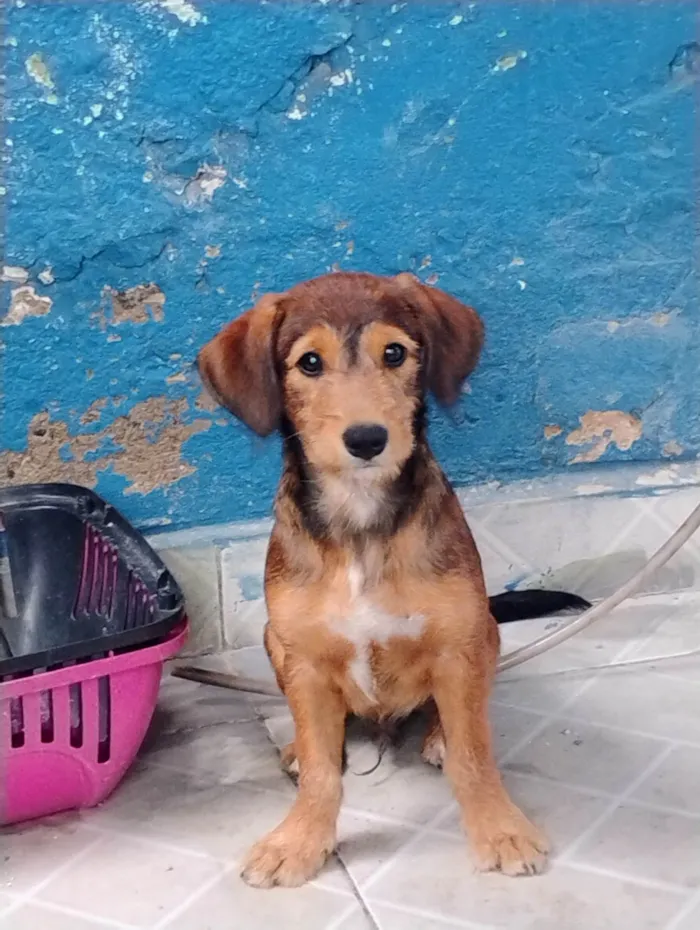 Cachorro ra a SRD-ViraLata idade 2 a 6 meses nome Lucky