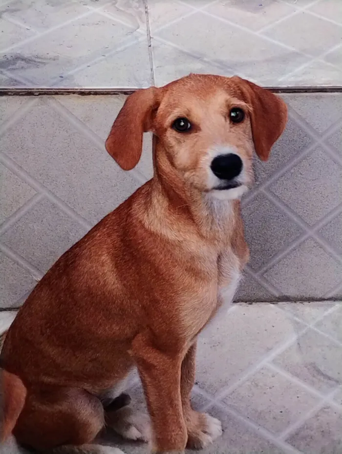 Cachorro ra a SRD-ViraLata idade 2 a 6 meses nome Caramelo 