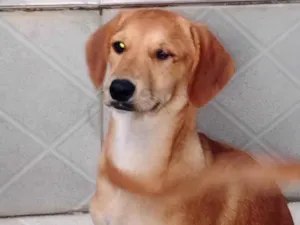 Cachorro raça SRD-ViraLata idade 2 a 6 meses nome Pipoca