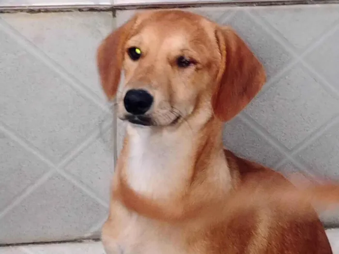 Cachorro ra a SRD-ViraLata idade 2 a 6 meses nome Pipoca