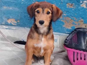 Cachorro raça SRD-ViraLata idade 2 a 6 meses nome Lucky