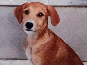 Cachorro raça SRD-ViraLata idade 2 a 6 meses nome Caramelo 