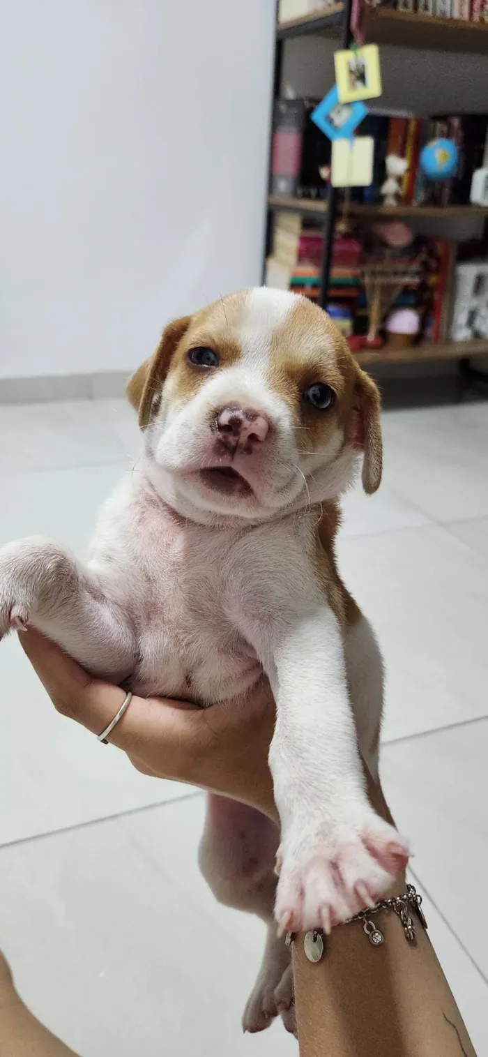 Cachorro ra a SRD-ViraLata idade 2 a 6 meses nome Bibica