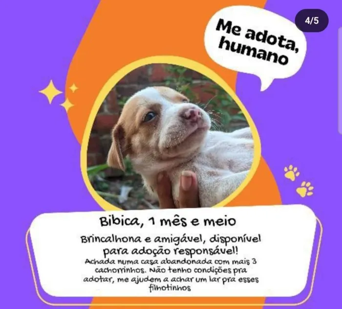 Cachorro ra a SRD-ViraLata idade 2 a 6 meses nome Bibica