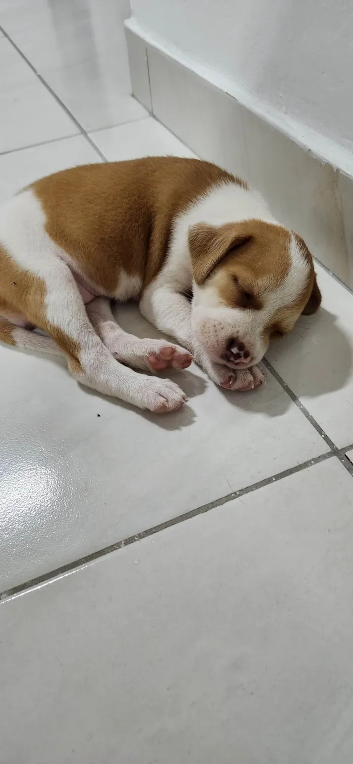 Cachorro ra a SRD-ViraLata idade 2 a 6 meses nome Bibica