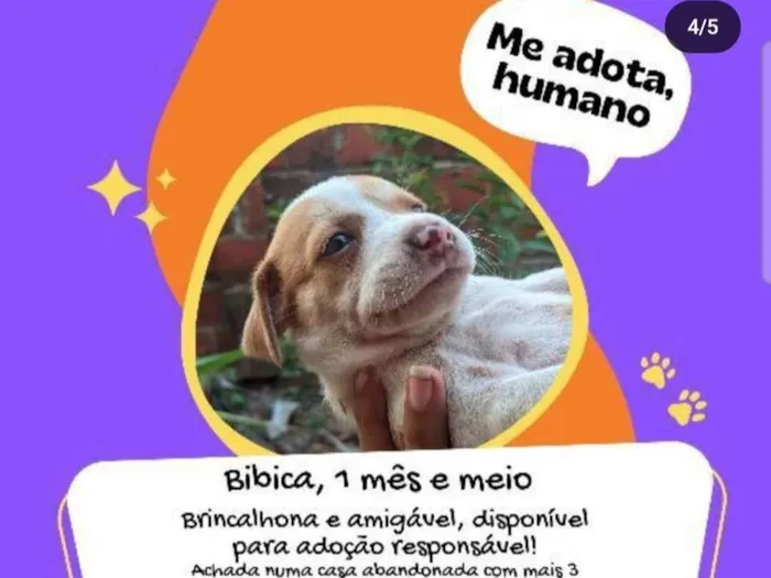 Cachorro ra a SRD-ViraLata idade 2 a 6 meses nome Bibica