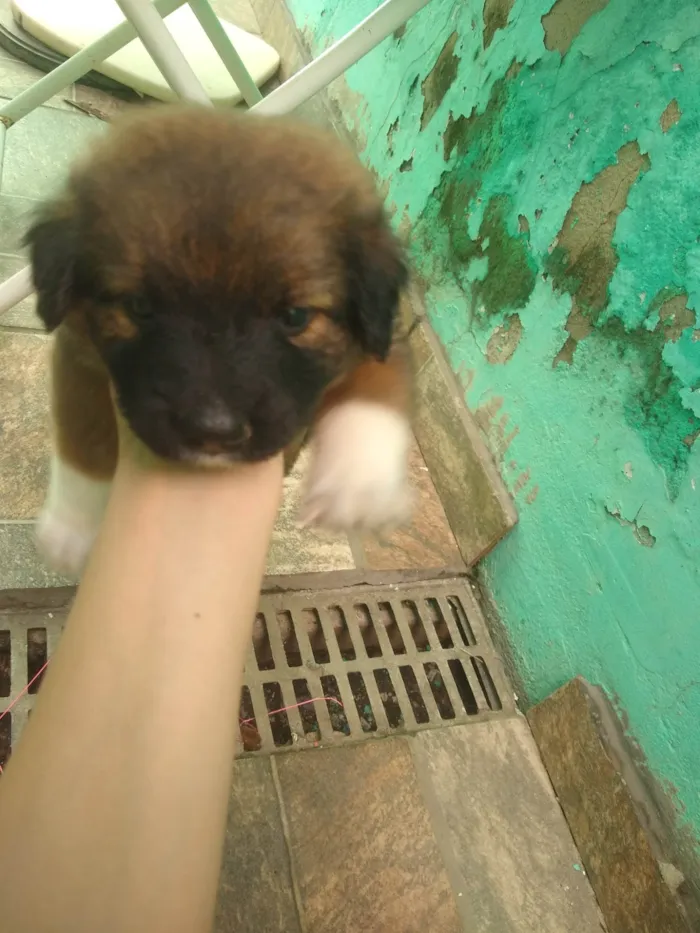 Cachorro ra a SRD-ViraLata idade 2 a 6 meses nome Sem nome