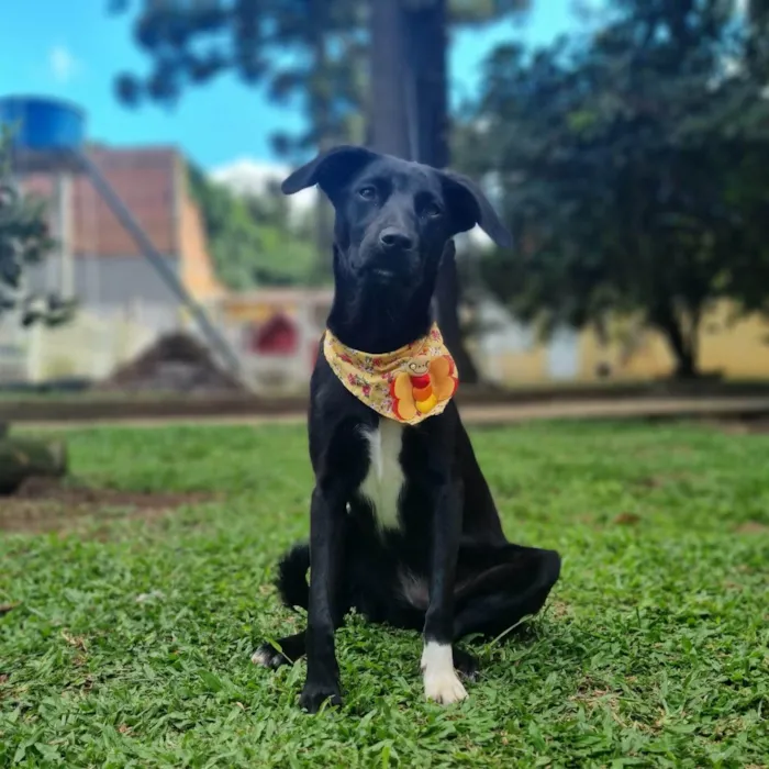 Cachorro ra a SRD-ViraLata idade 7 a 11 meses nome PENELOPE 