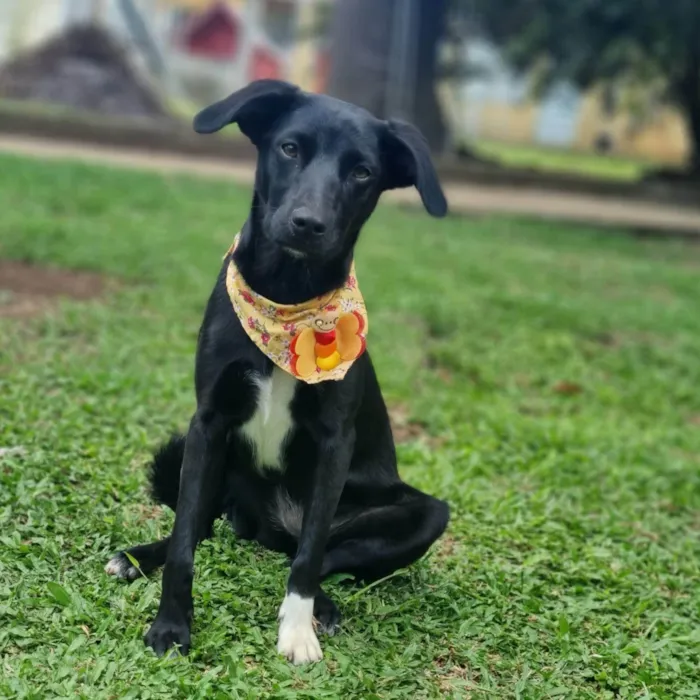 Cachorro ra a SRD-ViraLata idade 7 a 11 meses nome PENELOPE 