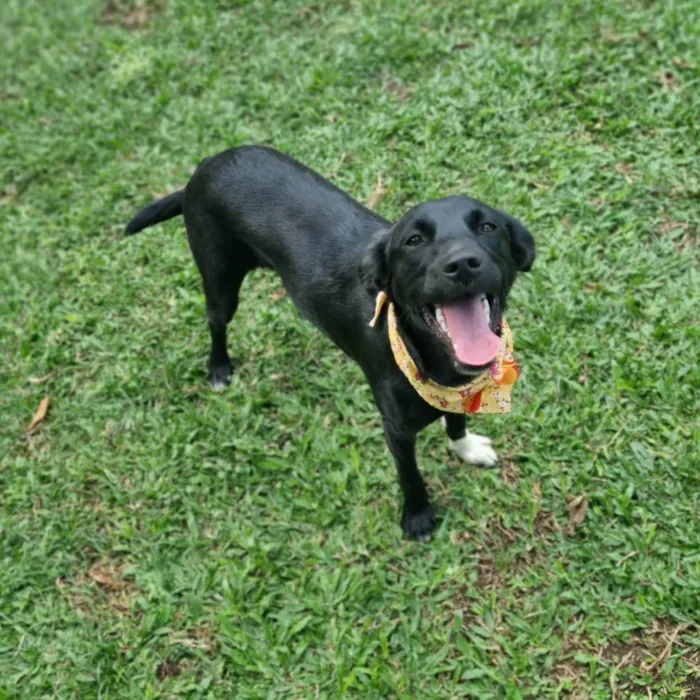 Cachorro ra a SRD-ViraLata idade 7 a 11 meses nome PENELOPE 