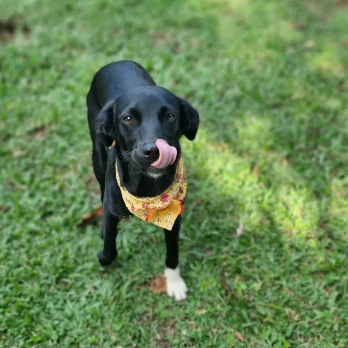 Cachorro ra a SRD-ViraLata idade 7 a 11 meses nome PENELOPE 