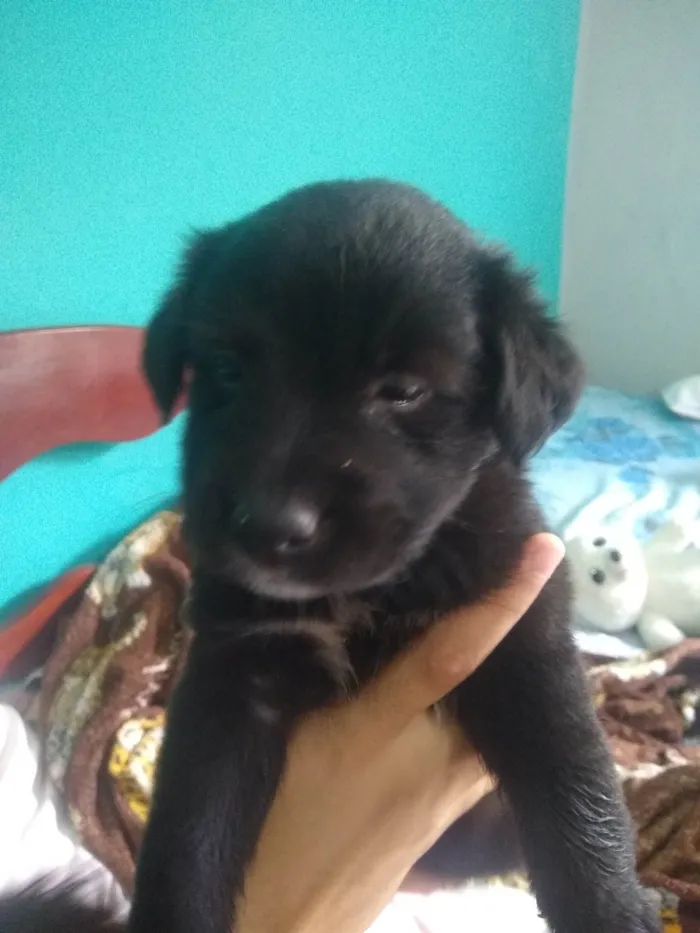 Cachorro ra a SRD-ViraLata idade 2 a 6 meses nome Sem Nome