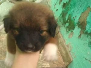 Cachorro raça SRD-ViraLata idade 2 a 6 meses nome Sem nome