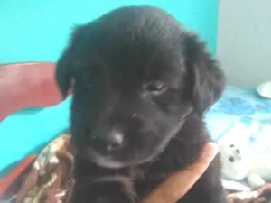 Cachorro raça SRD-ViraLata idade 2 a 6 meses nome Sem Nome