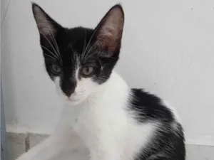 Gato raça SRD-ViraLata idade 2 a 6 meses nome LINDA