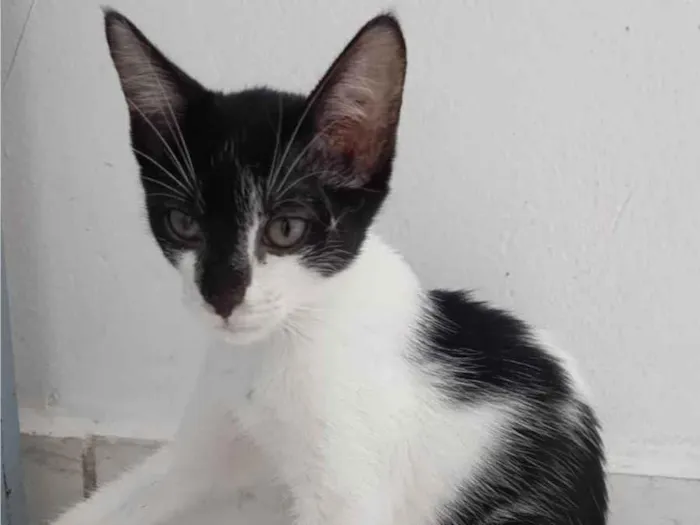 Gato ra a SRD-ViraLata idade 2 a 6 meses nome LINDA