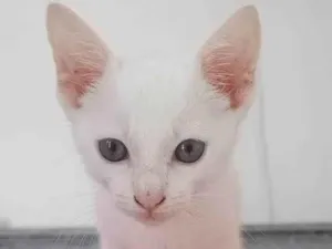 Gato raça SRD-ViraLata idade 2 a 6 meses nome LINDO