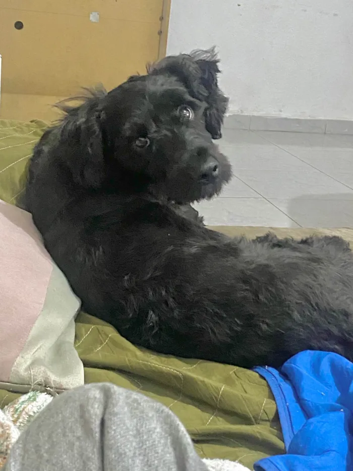 Cachorro ra a SRD-ViraLata idade 4 anos nome Loki