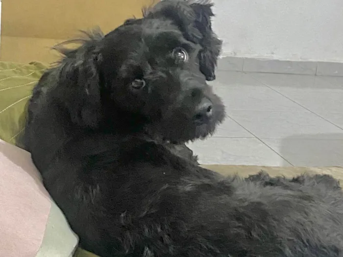 Cachorro ra a SRD-ViraLata idade 4 anos nome Loki