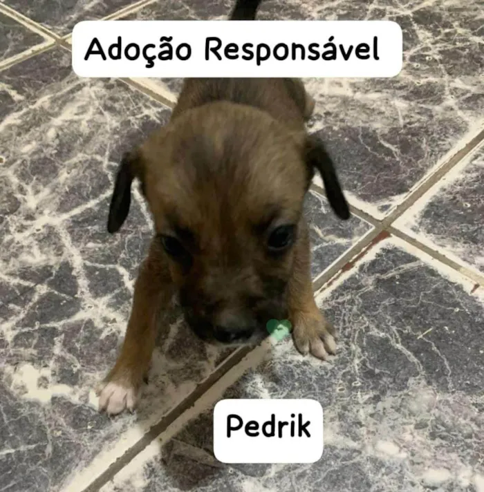 Cachorro ra a SRD-ViraLata idade 2 a 6 meses nome Pedrick