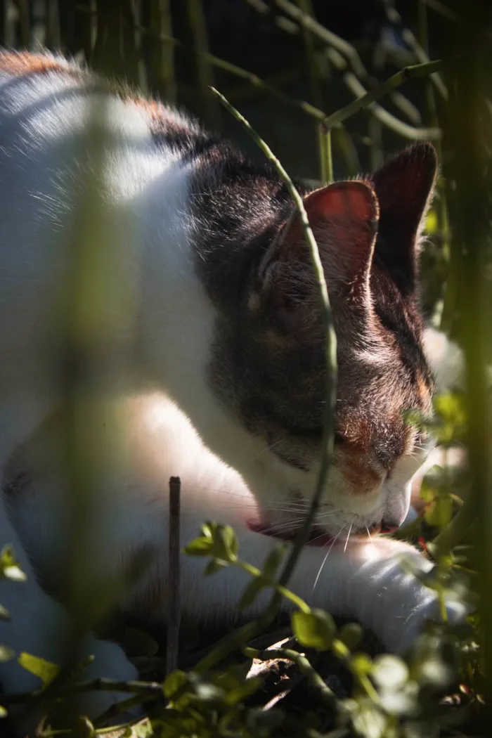 Gato ra a SRD-ViraLata idade 2 anos nome Trixy