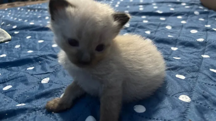 Gato ra a SRD-ViraLata idade Abaixo de 2 meses nome 6 gatinhos sem nome!!