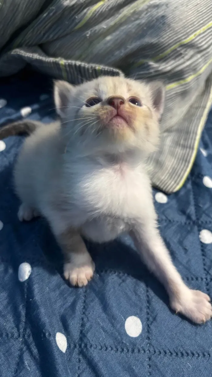 Gato ra a SRD-ViraLata idade Abaixo de 2 meses nome 6 gatinhos sem nome!!