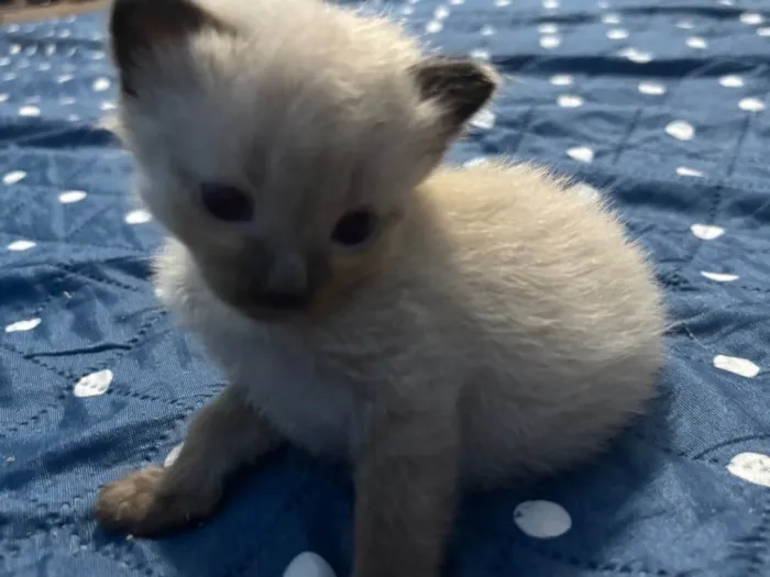 Gato ra a SRD-ViraLata idade Abaixo de 2 meses nome 6 gatinhos sem nome!!