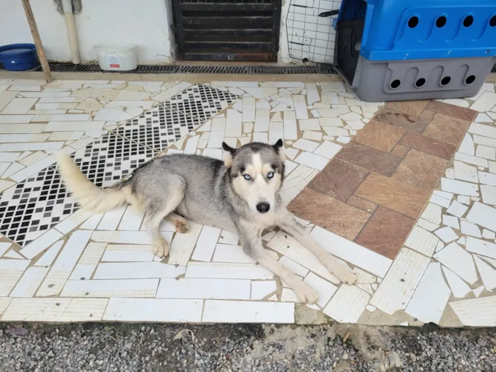 Cachorro ra a Husky Siberiano idade 1 ano nome Sol